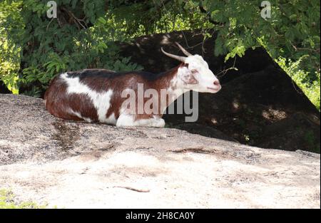 A goat sits on top of a rock in the shade of a tree Stock Photo