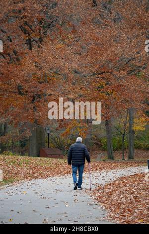 An anonymous older man walking with a cane on a colorful Autumn afternoon. In Queens, New York City Stock Photo