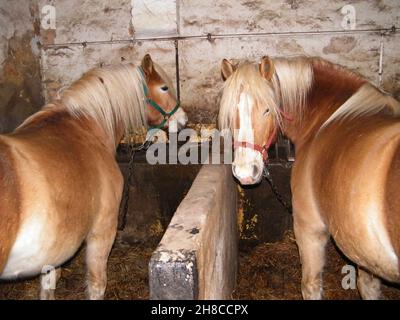 domestic horse (Equus przewalskii f. caballus), two horses tethered in a horse stable Stock Photo