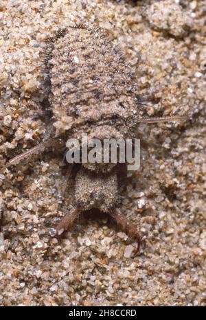 ant lion (Myrmeleon formicarius), antlion, larva, Germany Stock Photo