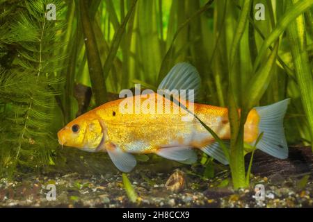 tench (Tinca tinca), golden colour morph, Germany Stock Photo
