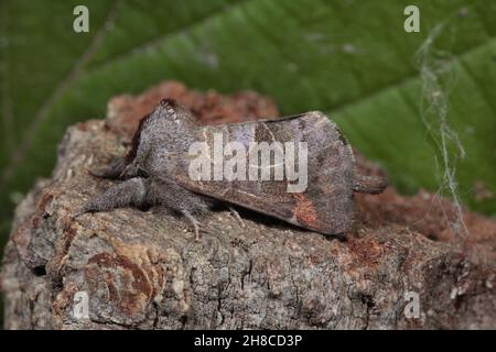 Small Chocolate-tip (Clostera pigra, Pygaera pigra), sitting on wood, Germany Stock Photo