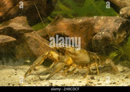 Spinycheek crayfish, American crayfish, American river crayfish, Striped crayfish (Orconectes limosus, Cambarus affinis), on the bottom, Germany Stock Photo