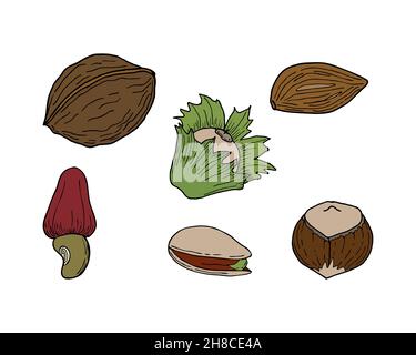 Set of nuts, pistachios hazelnut walnut almonds, hand contour drawing, doodling, colored. Isolated, white background. Vector illustration Stock Vector
