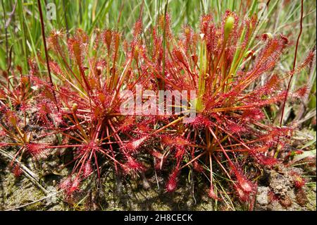 Drosera intermedia, the spoon leaf sundew, with sticky red leaves, in natural habitat, North Carolina, USA