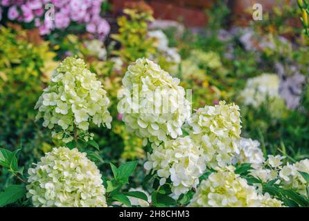 Beautiful blooming hydrangea bush with white and green flowers, growing in a summer garden after rain Stock Photo