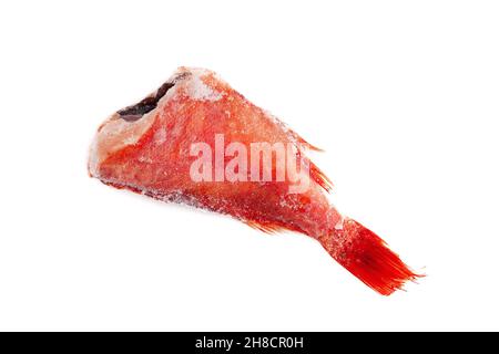 Top view on frozen headless red snapper covered with ice. Frozen redfish isolated on white background. Stock Photo
