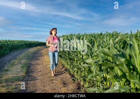 Caucasian confident female maize grower in blue jeans walks along corn field with tablet pc in her hands Stock Photo