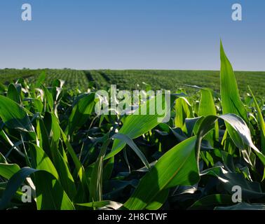 Green field of young maize stalks under blue sky in Ukraine Stock Photo