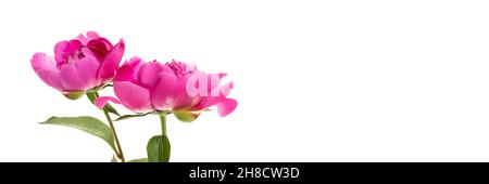 Two pink peonies isolated on white background. Floral wide panoramic banner design Stock Photo