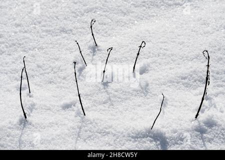 Snow surface Stock Photo