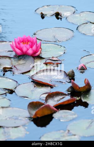 Nymphaea 'James Brydon', Water lily 'James Brydon'. Cup-shaped deep pink flower. Stock Photo