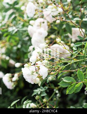White rosese branches in garden. Large bush of white roses with buds and flowers. Selective focus. Stock Photo