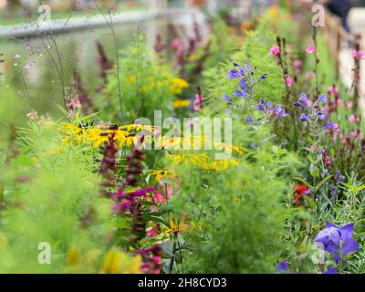 Multicolored flowerbed in garden. Various flowers and grasses in park on flower bed. Selective focus Stock Photo