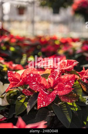 Poinsettia, Euporbia Pulcherrima at Meynell Langley Gardens getting ready for Christmas. Red with white fleck, Variety Glitter. Stock Photo