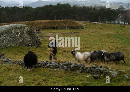 The shepherd gives sheep hay. GReen field with stones in Norway. Stock Photo