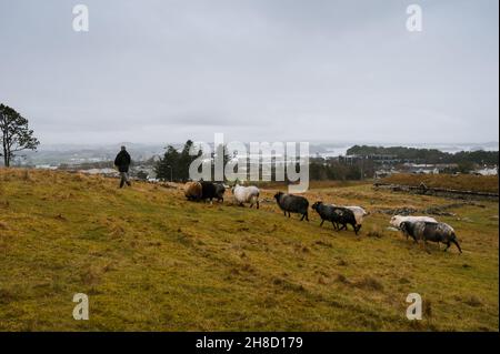 The shepherd gives sheep hay. GReen field with stones in Norway. Stock Photo