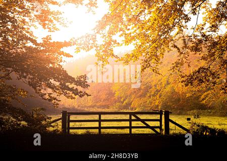 Sunlight shining through the trees in a forest with a gate to a meadow during Autumn. Stock Photo