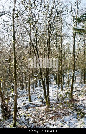 Sunlight illuminating woodland on a winter day near Chapel House Farm in the Macclesfield Forest Macclesfield Cheshire England Stock Photo