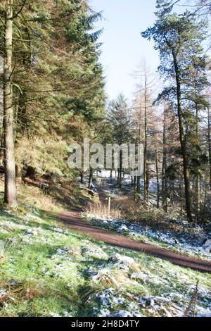Sunlight illuminating woodland on a winter day near Chapel House Farm in the Macclesfield Forest Macclesfield Cheshire England Stock Photo