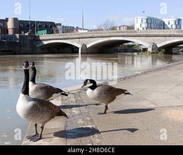 Canadian Geese standing on the banks of the River Medway, in front of the Maidstone Road Bridge rebuilt by Sir Joseph Bazalgette Stock Photo