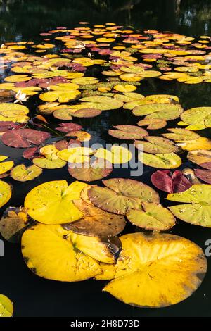 Water lily pads floating in a pond Stock Photo