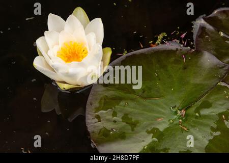 Water lily flowers and lily pads floating in a pond Stock Photo