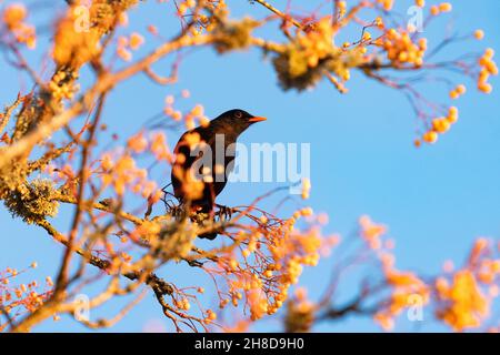Orange rowan berries in late afternoon sun and male blackbird - UK Stock Photo