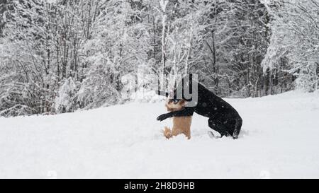 Two dogs playing in beautiful white snowy nature. Stock Photo
