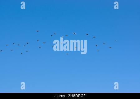 Low angle shot of fluffy clouds in the blue sky under the sunlight ...