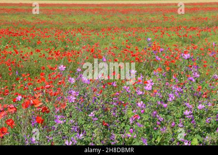 Springtime landscape - poppy field in Apulia region of Italy. Malva sylvestris (common mallow) flowers in foreground. Common mallow is traditional med Stock Photo