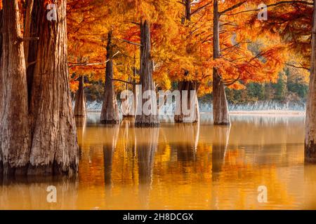 Trees in water with orange needles. Autumnal swamp cypresses on lake with reflection. Stock Photo