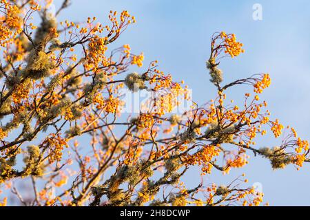 Orange rowan (sorbus) berries in lichen covered tree in UK garden Stock Photo