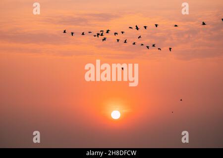 Flocks Of Wild Birds Flying In Sunset Sunrise Orange Sky. Sundown At Sunset. Natural Sunrise Sky In Warm Colors Stock Photo