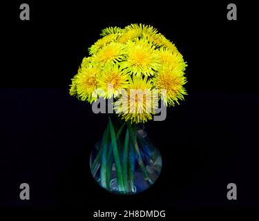 Bunch of Dandelion flowers in a glass vase with a black background Stock Photo