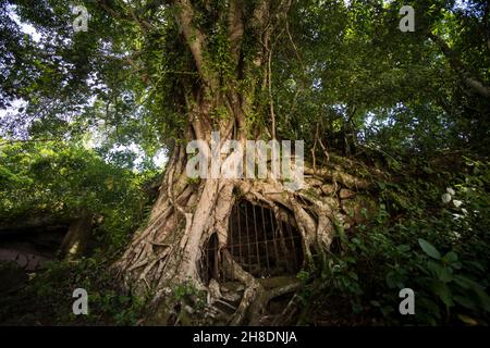Prison tree in the brazilian rainforest Stock Photo - Alamy