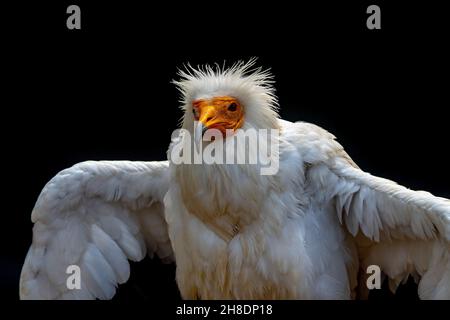 Neophron percnopterus - The Egyptian vulture, abanto, guirre or Egyptian vulture is a species of accipitriform bird of the Accipitridae family. Stock Photo