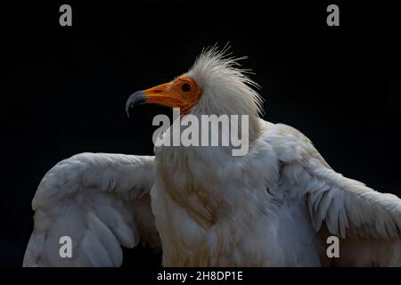 Neophron percnopterus - The Egyptian vulture, abanto, guirre or Egyptian vulture is a species of accipitriform bird of the Accipitridae family. Stock Photo