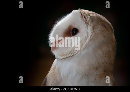 Tyto alba - the white owl, is a species of strigiform bird that belongs to the Tytonidae family. Stock Photo