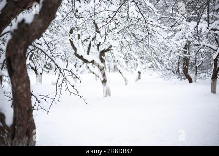 Snow-covered apple orchard on frosty winter day. Beautiful natural background Stock Photo