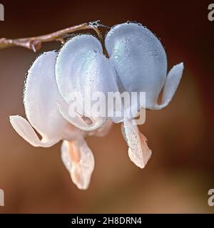 close up of a Lamprocapnos spectabilis, bleeding heart, fallopian buds or Asian bleeding-heart with dew drops Stock Photo