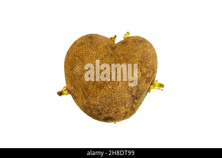 Ugly potato in the heart shape on a white background. Sprouted potato Funny, unnormal vegetable or food waste concept. Stock Photo