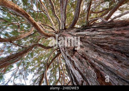 Sequoia (mammutbaum, sequoiadendron giganteum) with brown bark and green needles. Plant diagonally from below. Up view. Stock Photo