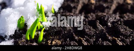 The first spring flower plant sprouts from the earth and snow in the sun. Awakening of nature. Early spring. Banner. Copy cpace Stock Photo