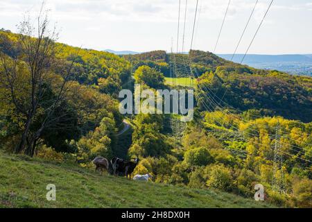 Goats grazing on the lower slopes of Mount Skabrije near Nova Gorica in western Slovenia Stock Photo