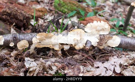 Pale white cream fungus growing on fallen branch on ground Stock Photo