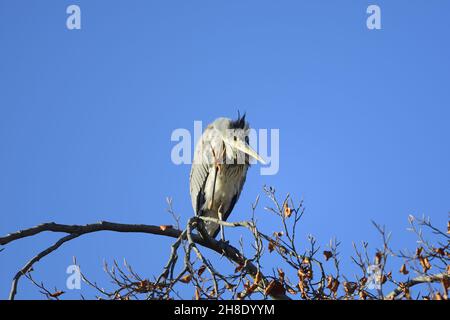 Grey Heron (Ardea cinerea) immature, in a tree in St James's Park, London, UK, November Stock Photo