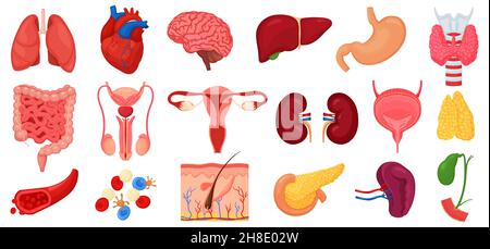 Realistic human internal organs icons set with lungs, kidneys, stomach, intestines, brain, heart, spleen and liver, skin, artery, blood, etc., vector Stock Vector