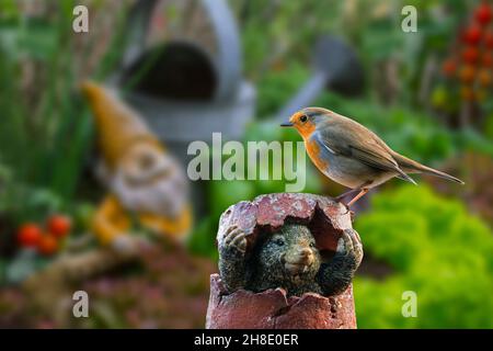 European robin (Erithacus rubecula) perched on garden ornament / mole figurine hiding in broken flowerpot in vegetable garden / herb garden in spring Stock Photo
