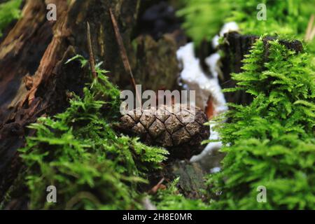 A fallen cone in a Polish forest with white mushroom behind it. Stock Photo
